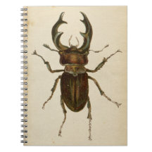 Illustratielampje voor  Stag Beetle Kleur /