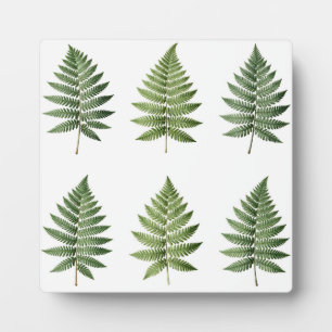 Illustratiepatroon met varenbladeren uit de botani fotoplaat