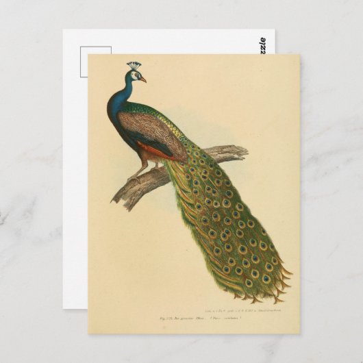 Illustratiepunt Briefkaart (Voorkant / Achterkant)