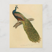 Illustratiepunt Briefkaart (Voorkant)