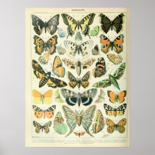 illustraties Butterflies Poster