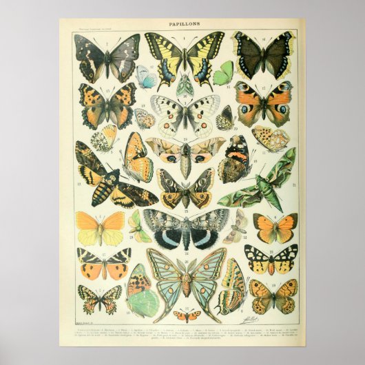  illustraties Butterflies Poster (Voorkant)