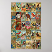 Illustraties uit de 19de eeuw van de vogelstand in poster (Voorkant)