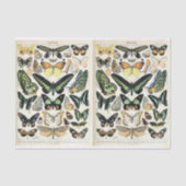 Illustraties van de helling, Butterflies, ontkoppe Tissuepapier (Voorkant)