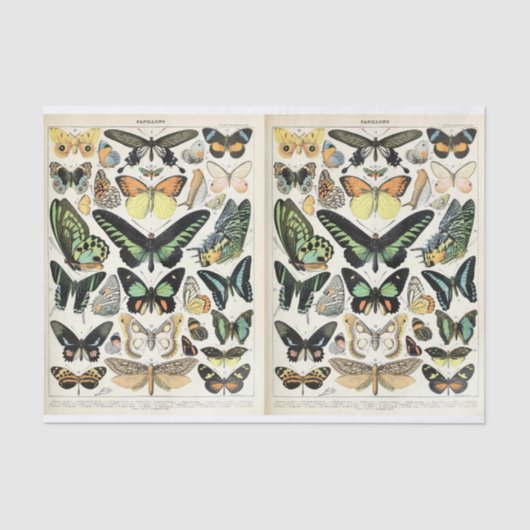Illustraties van de helling, Butterflies, ontkoppe Tissuepapier (Voorkant)