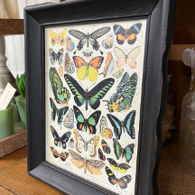 Illustraties van de helling, Butterflies, ontkoppe