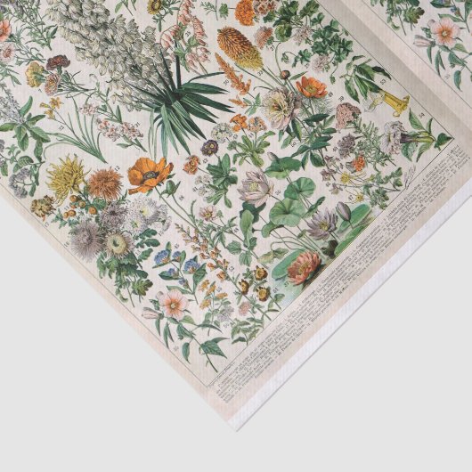 Illustraties van de partij, botanisch, ontkoppeld tissuepapier (Detail)