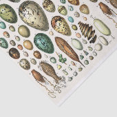 Illustraties van de partij, eieren, ontkoppeling tissuepapier (Detail)