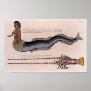 Illustraties van een zeemeermin en kreeft poster