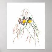  illustraties van Gouldian Finch Bird Poster (Voorkant)