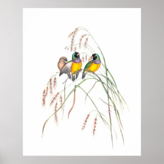 illustraties van Gouldian Finch Bird Poster