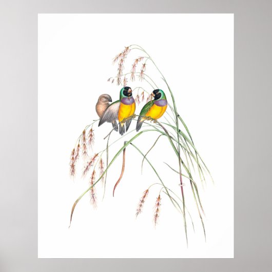  illustraties van Gouldian Finch Bird Poster (Voorkant)