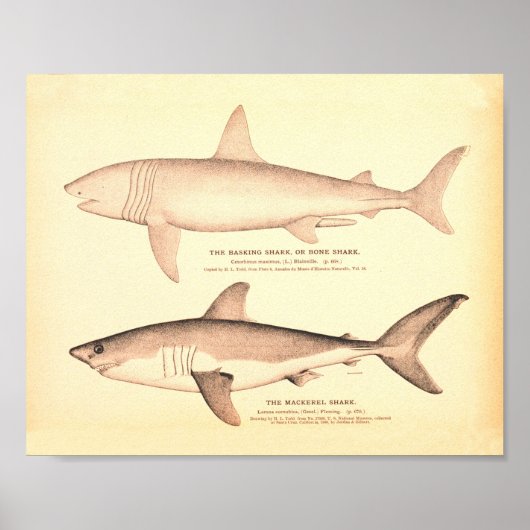  illustraties van haaien poster (Voorkant)