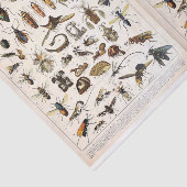 Illustraties van objecten - Insecten, ontkoppeling Tissuepapier (Detail)