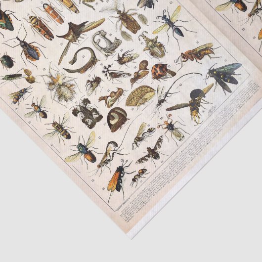 Illustraties van objecten - Insecten, ontkoppeling Tissuepapier (Detail)