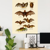 Illustraties van vintage vleermuizen poster (Thuiskantoor)