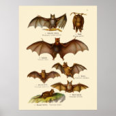 Illustraties van vintage vleermuizen poster (Voorkant)