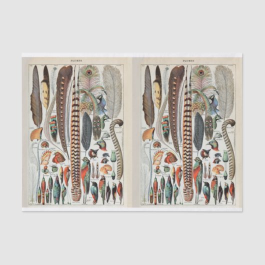 Illustraties van vogels, veren, ontkoppelen tissuepapier (Voorkant)