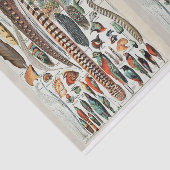 Illustraties van vogels, veren, ontkoppelen tissuepapier (Detail)