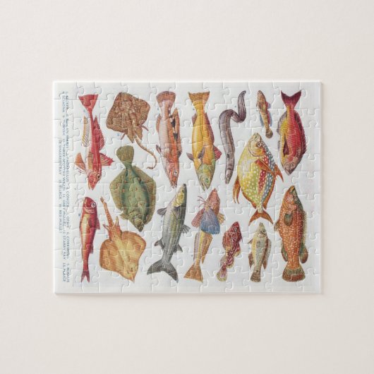 illustraties van zoutwatervis legpuzzel (Horizontaal)