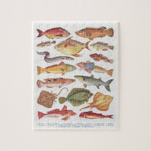  illustraties van zoutwatervis legpuzzel (Verticaal)