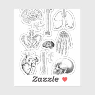 Illustratieset van menselijke anatomie in vintage sticker