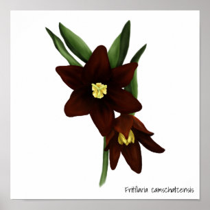 Illustratieve chocolade Lily Flowers Poster