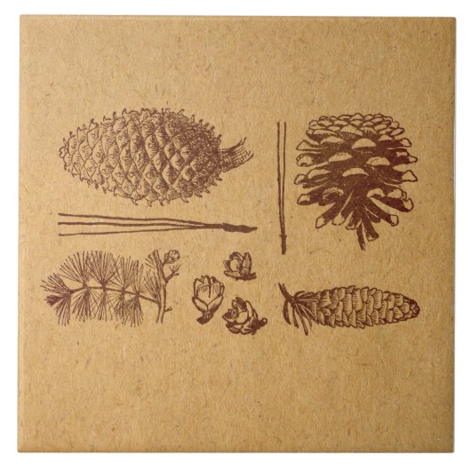 Illustratieve pijnbomen  Pinecone Art Tegeltje (Voorkant)