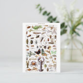Illustratiewoordenboek artropodes briefkaart (Staand voorkant)