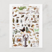 Illustratiewoordenboek artropodes briefkaart (Voorkant)