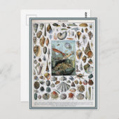 Illustratiewoordenboek weekdieren briefkaart (Voorkant / Achterkant)