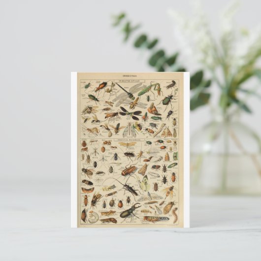 Illustratiewoordenboeken Briefkaart (Staand voorkant)