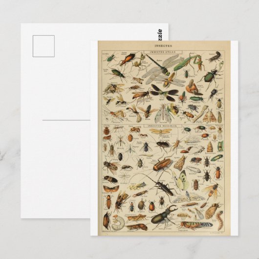 Illustratiewoordenboeken Briefkaart (Voorkant / Achterkant)