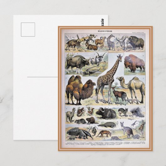 Illustratiewoordenlijst mammifères briefkaart (Voorkant / Achterkant)