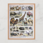 Illustratiewoordenlijst mammifères briefkaart (Voorkant)