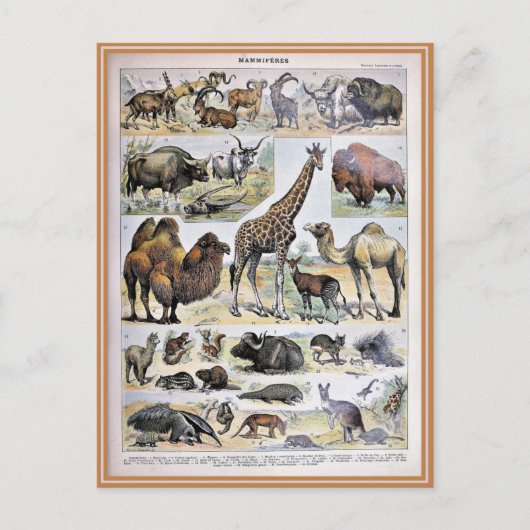 Illustratiewoordenlijst mammifères briefkaart (Voorkant)