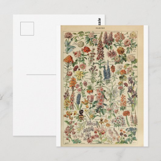 Illustratiewoordvoerders Briefkaart (Voorkant / Achterkant)