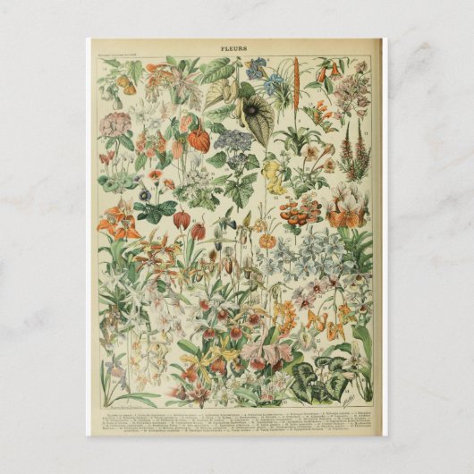 Illustratiewoordvoerders Briefkaart (Voorkant)