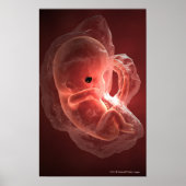 Illustration of a developing embryo poster (Voorkant)
