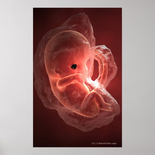 Illustration of a developing embryo poster (Voorkant)