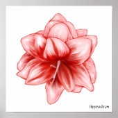 Illustreerde roze en witte amaryllis poster (Voorkant)