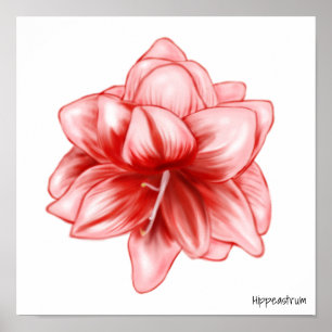 Illustreerde roze en witte amaryllis poster
