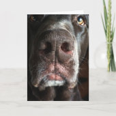 I'm Sorry Chocolate Lab Snout Belated Birthday Kaart (Voorkant)