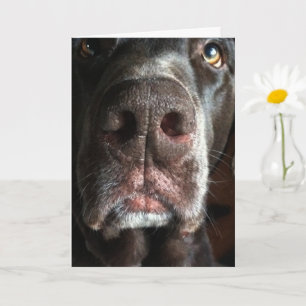 I'm Sorry Chocolate Lab Snout Belated Birthday Kaart
