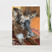 I'm Sorry Side Eye Cattle Dog Belated Birthday Kaart (Voorkant)