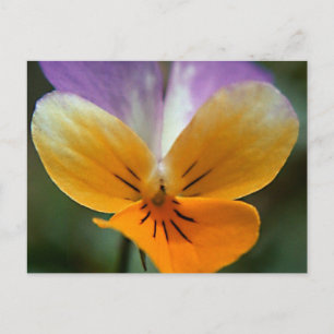 IMAGINAIR LEVEN JOURNEE BRIEFKAART