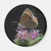 Imán Mariposa Magneet (Voorkant)