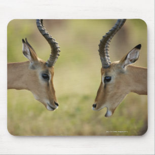 Imapla (Aepyceros melampus) die wil vechten, Muismat