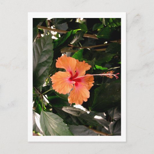 IMG_0033 BRIEFKAART (Voorkant)