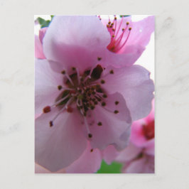 IMG_0037_3 BRIEFKAART